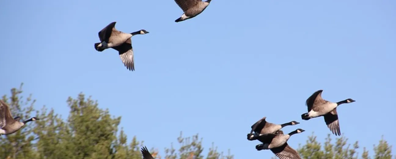 Drupal Migrate API: An Overview of the Migration System in Drupal 8