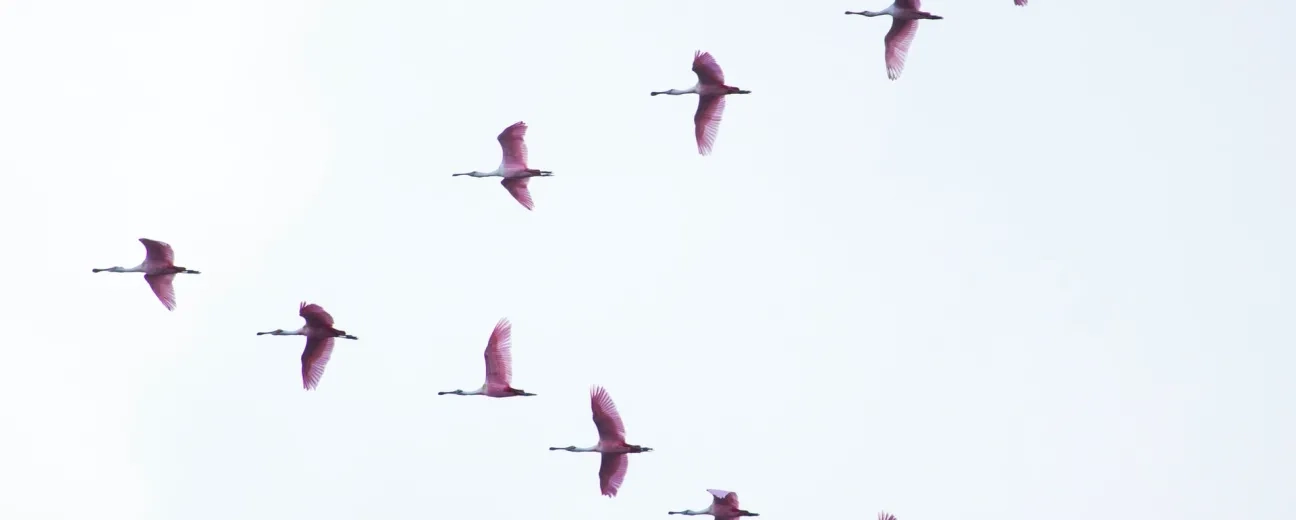 birds flying