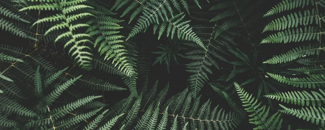 How Green Is Your Drupal Site_ 17 Steps to Sustainable Web Development, Part 1