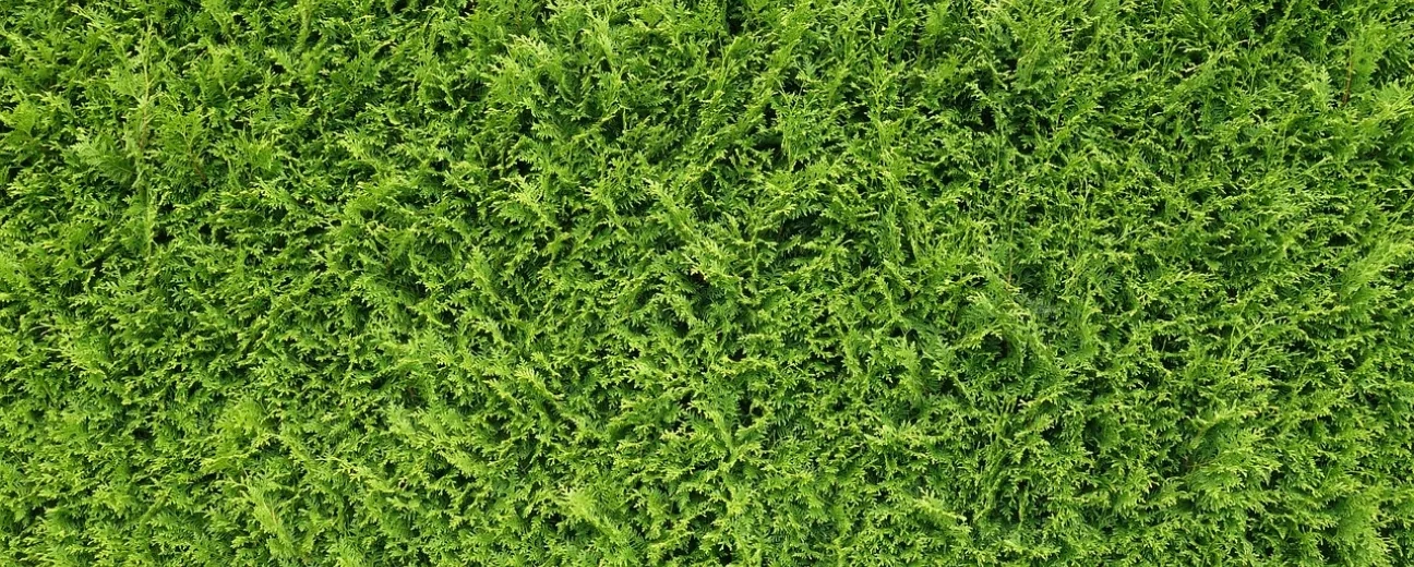 How Green Is Your Drupal Site? 17 Steps to Sustainable Web Development, Part 1