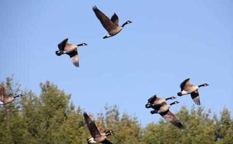Drupal Migrate API: An Overview of the Migration System in Drupal 8 Drupal Migrate API: An Overview of the Migration System in Drupal 8