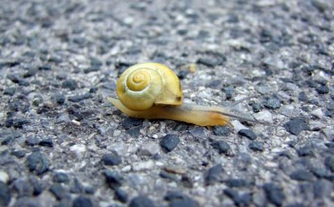 How to Speed Up a WordPress Website: 11 Universal Ways that You Can Make It Faster (With and Without a Plugin)- Part 1 How to Speed Up a WordPress Website: 11 Universal Ways that You Can Make It Faster (With and Without a Plugin)- Part 1