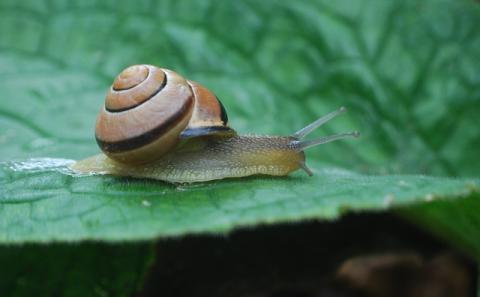 How to Speed Up a WordPress Website: 11 Universal Ways that You Can Make It Faster (With and Without a Plugin)- Part 2 How to Speed Up a WordPress Website: 11 Universal Ways that You Can Make It Faster (With and Without a Plugin)- Part 2