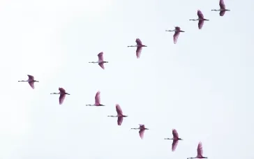 birds flying