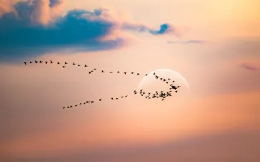 Drupal 8 migration