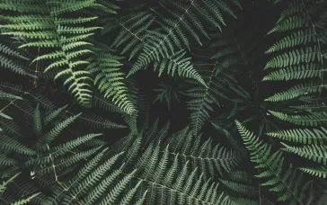 How Green Is Your Drupal Site_ 17 Steps to Sustainable Web Development, Part 1